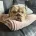 English Bulldog