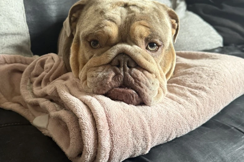 English Bulldog