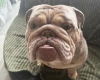 English Bulldog