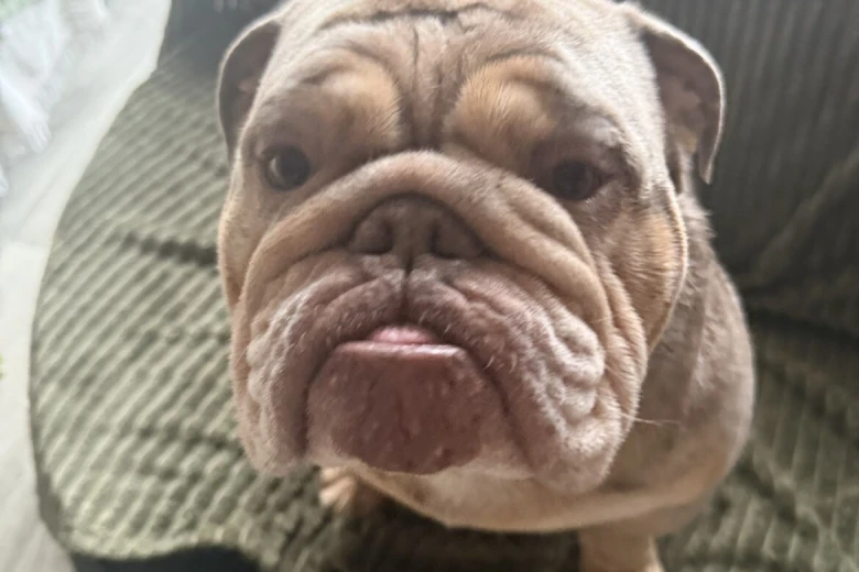 English Bulldog