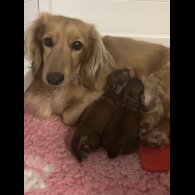 Dachshund (Miniature Long Haired)