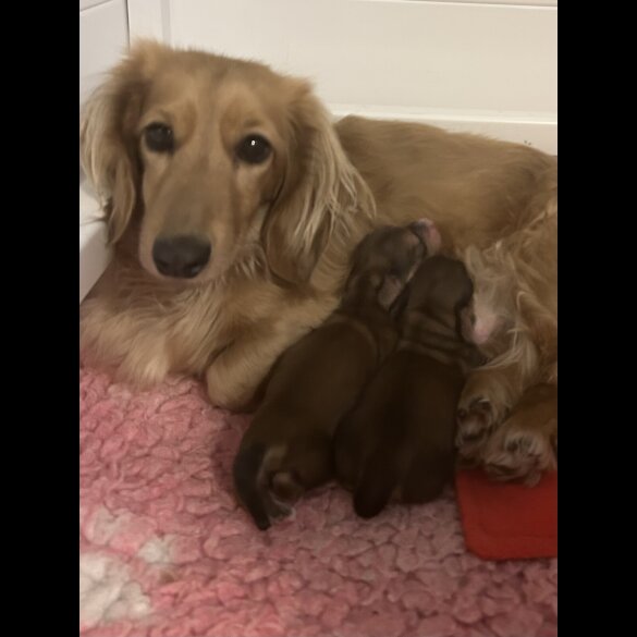 Dachshund (Miniature Long Haired)