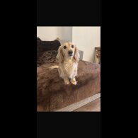 Dachshund (Miniature Long Haired)