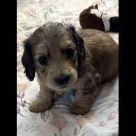 Dachshund (Miniature Long Haired)