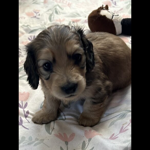 Dachshund (Miniature Long Haired)