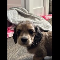 Dachshund (Miniature Long Haired)