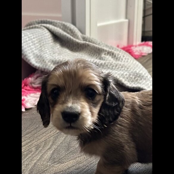 Dachshund (Miniature Long Haired)