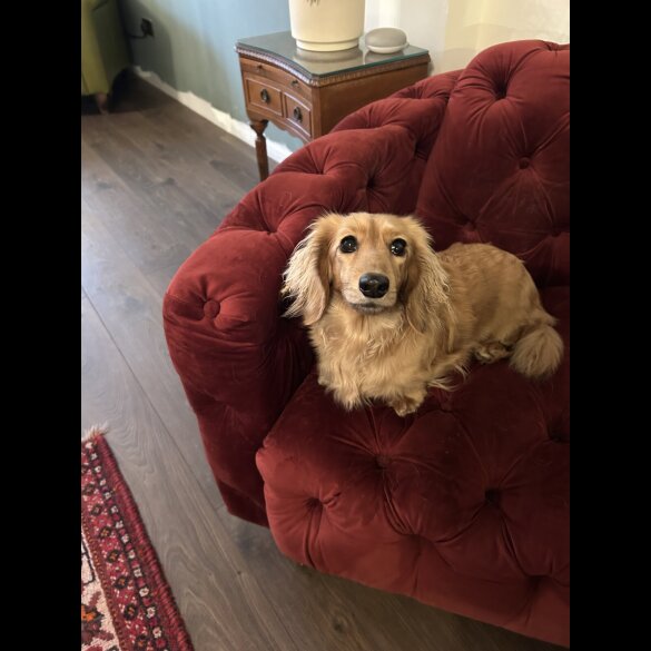 Dachshund (Miniature Long Haired)