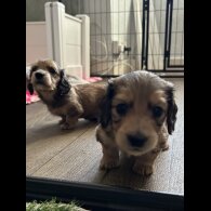 Dachshund (Miniature Long Haired)