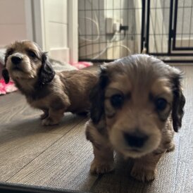 Dachshund (Miniature Long Haired)