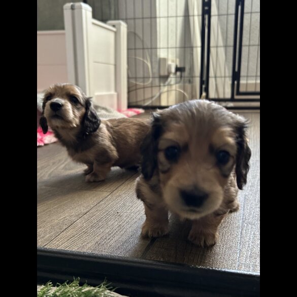 Dachshund (Miniature Long Haired)