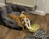 Jack Russell