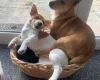 Jack Russell