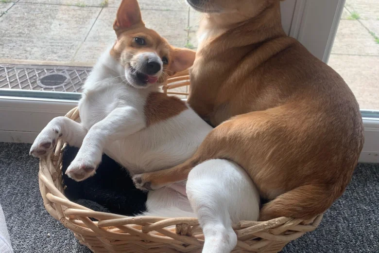 Jack Russell