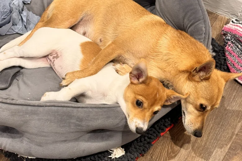 Jack Russell
