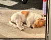 Jack Russell
