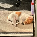 Jack Russell