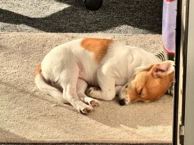 Jack Russell