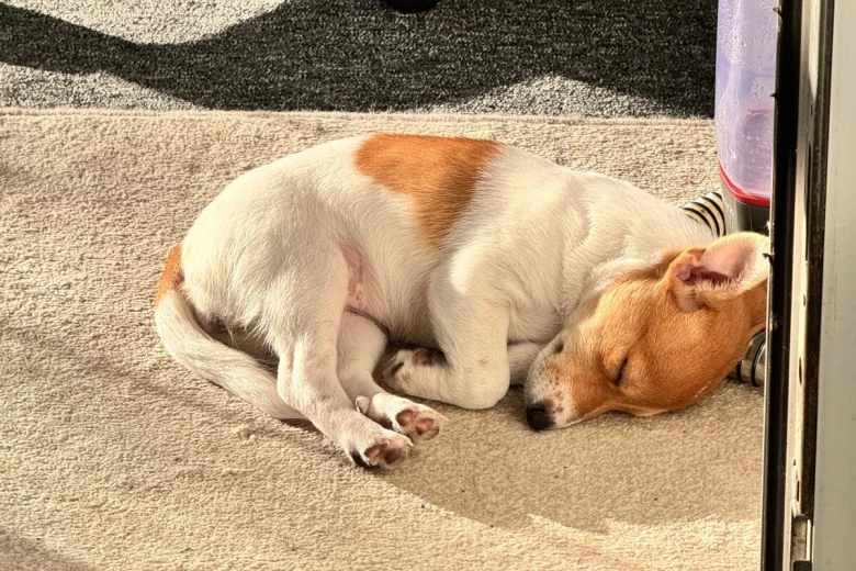 Jack Russell