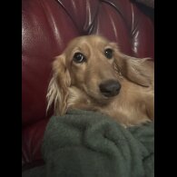 Dachshund (Miniature Long Haired)