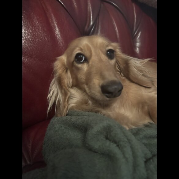 Dachshund (Miniature Long Haired)