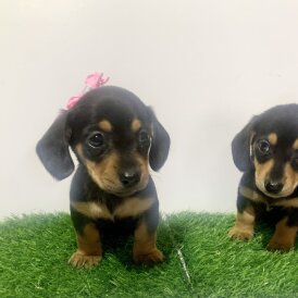 Dachshund (Miniature Smooth Haired)