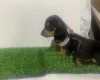 Dachshund (Miniature Smooth Haired)