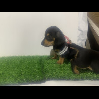 Dachshund (Miniature Smooth Haired)