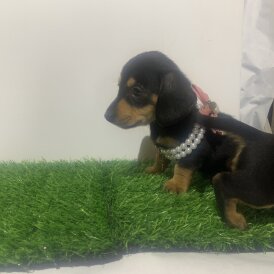 Dachshund (Miniature Smooth Haired)