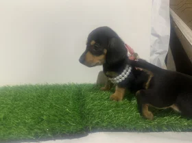 Dachshund (Miniature Smooth Haired)
