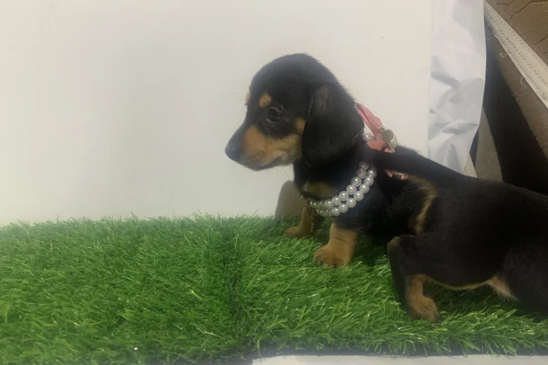 Dachshund (Miniature Smooth Haired)