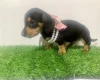 Dachshund (Miniature Smooth Haired)