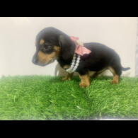 Dachshund (Miniature Smooth Haired)