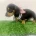 Dachshund (Miniature Smooth Haired)