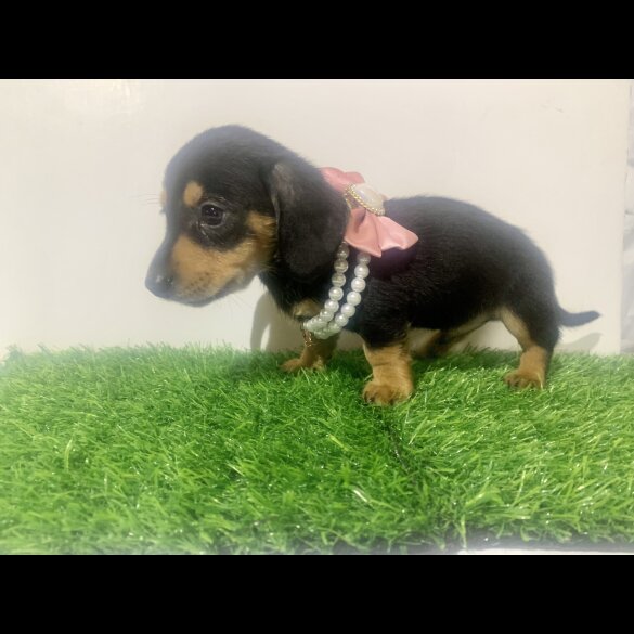 Dachshund (Miniature Smooth Haired)