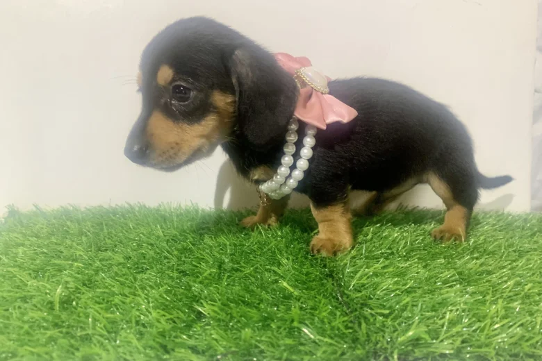 Dachshund (Miniature Smooth Haired)