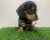 Dachshund (Miniature Smooth Haired)