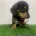 Dachshund (Miniature Smooth Haired)