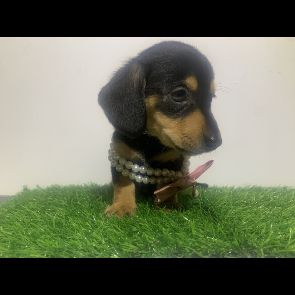 Dachshund (Miniature Smooth Haired)