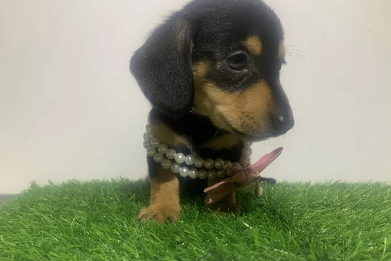 Dachshund (Miniature Smooth Haired)