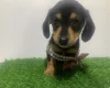 Dachshund (Miniature Smooth Haired)