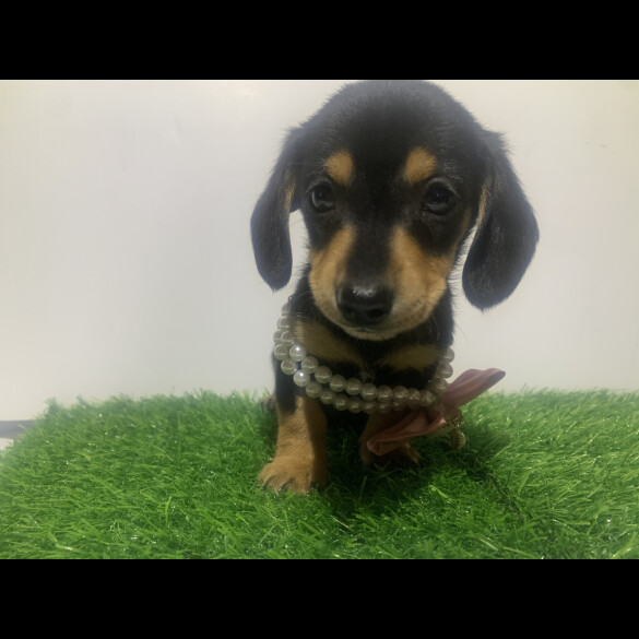 Dachshund (Miniature Smooth Haired)