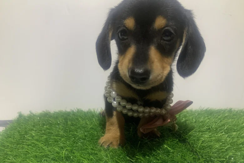 Dachshund (Miniature Smooth Haired)
