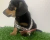 Dachshund (Miniature Smooth Haired)