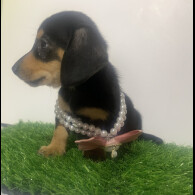 Dachshund (Miniature Smooth Haired)