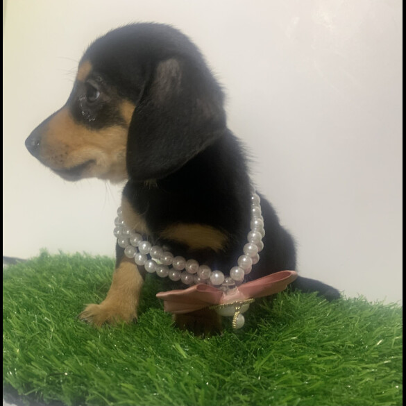 Dachshund (Miniature Smooth Haired)