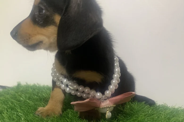 Dachshund (Miniature Smooth Haired)