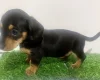 Dachshund (Miniature Smooth Haired)