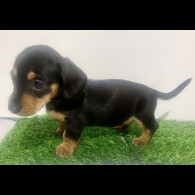 Dachshund (Miniature Smooth Haired)