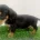 Dachshund (Miniature Smooth Haired)